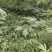 大通草根通草