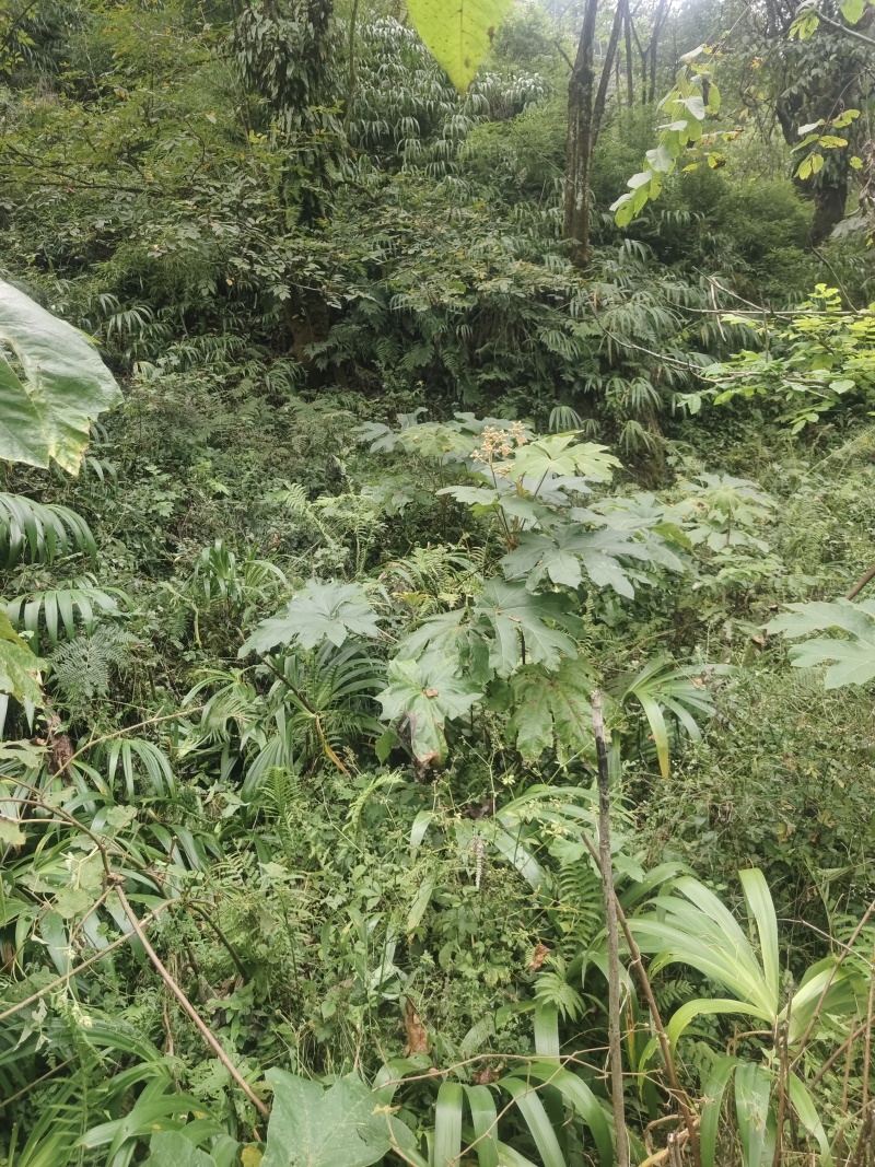 大通草根通草
