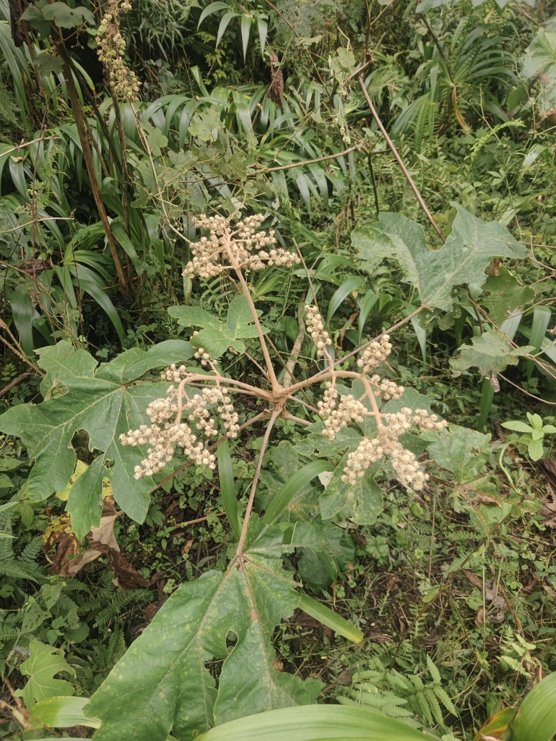 大通草根通草