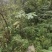 大通草根通草