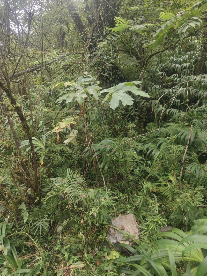 大通草根通草