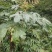 大通草根通草