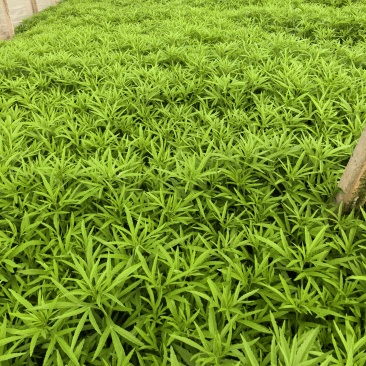 芦蒿