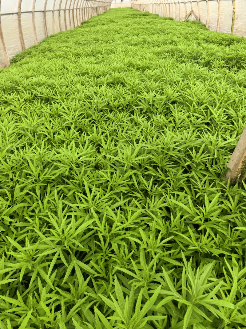 芦蒿