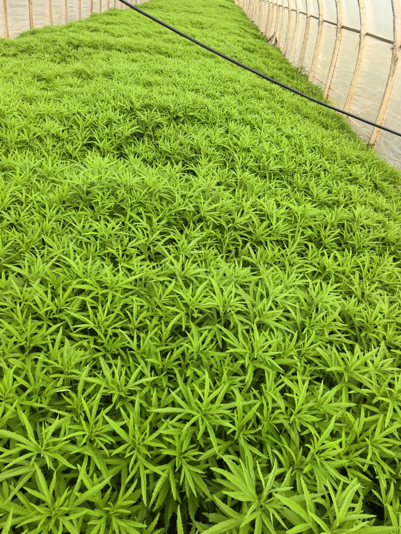 芦蒿