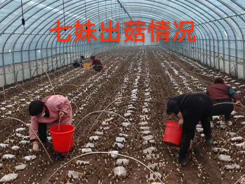 羊肚菌高产首代母种5支500元包邮送后续配方