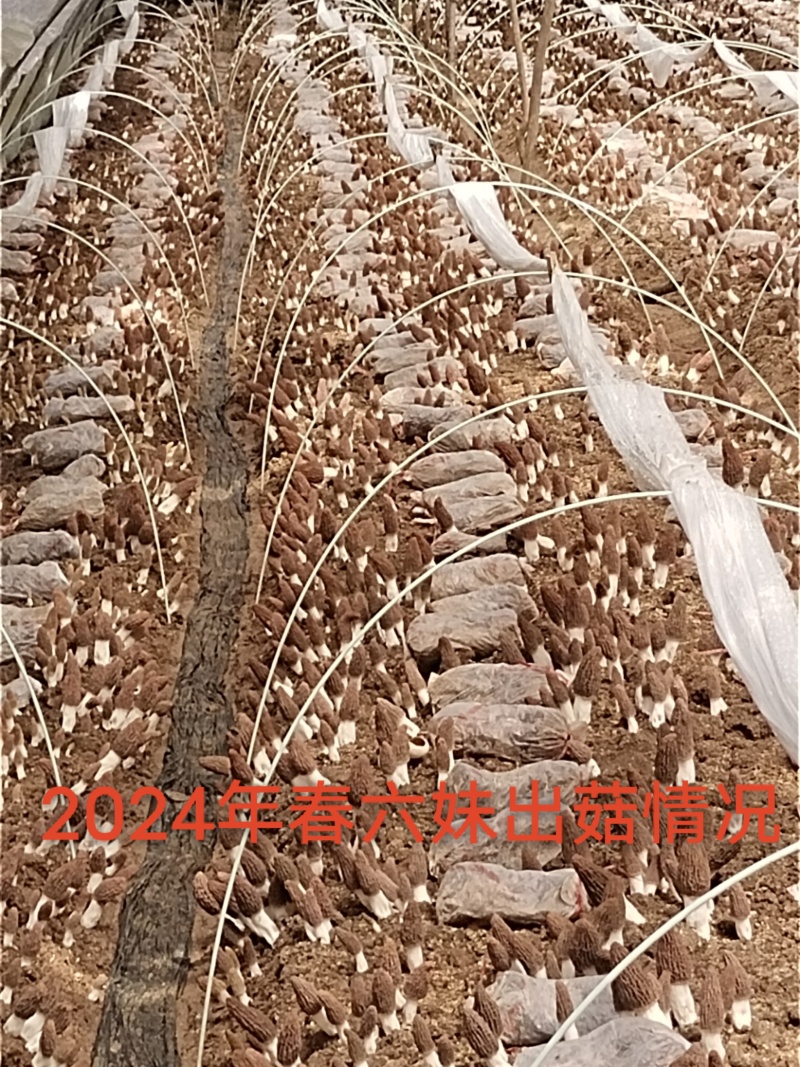羊肚菌高产首代母种5支500元包邮送后续配方