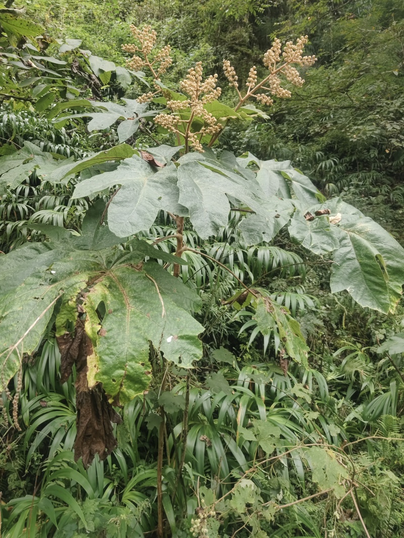 大通草种子