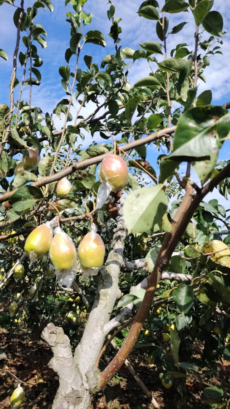 红香酥
