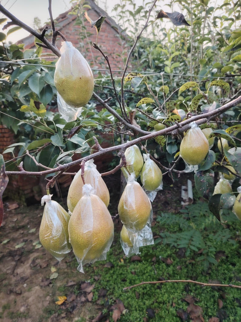 红香酥