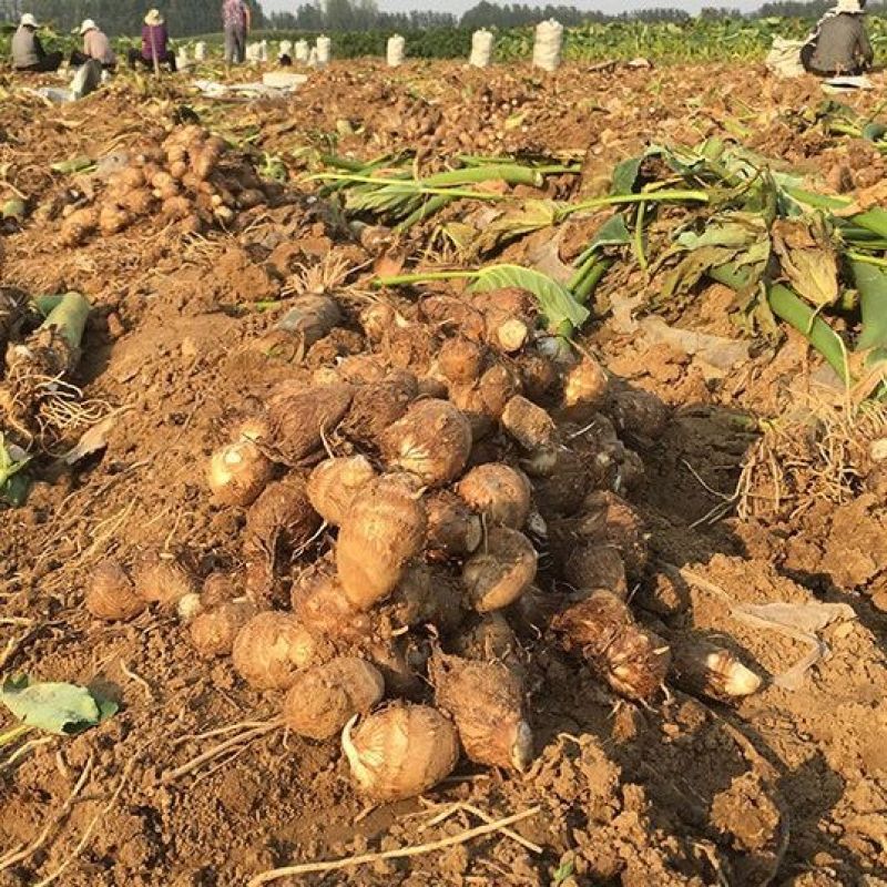 山东牛奶芋头新鲜现挖小芋头软糯香滑对接批发市场商超电商等