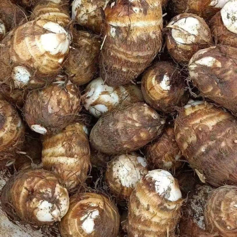 山东牛奶芋头新鲜现挖小芋头软糯香滑对接批发市场商超电商等
