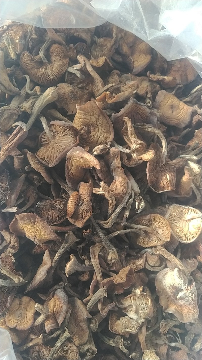 榛蘑大量上市品质保证量大价优支持视频看货欢迎来电