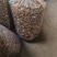 榛蘑大量上市品质保证量大价优支持视频看货欢迎来电