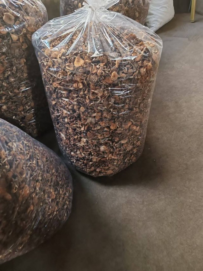 榛蘑大量上市品质保证量大价优支持视频看货欢迎来电