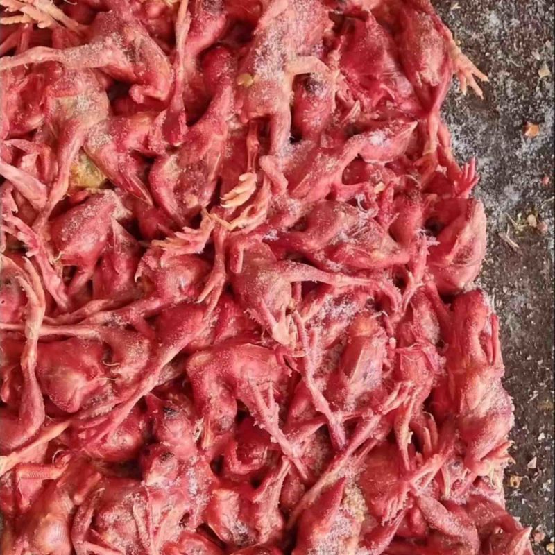 脱毛小鸡