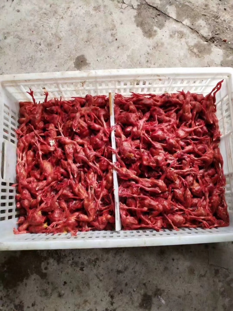 脱毛小鸡