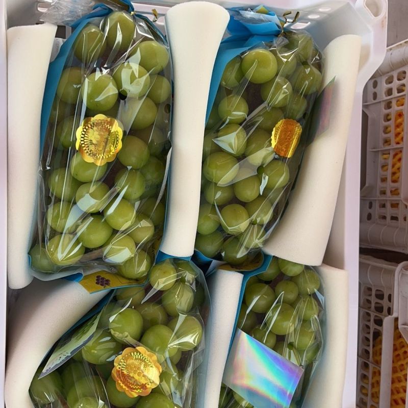 莒县精品阳光玫瑰葡萄大量供应质量保证对接市场商超电商等