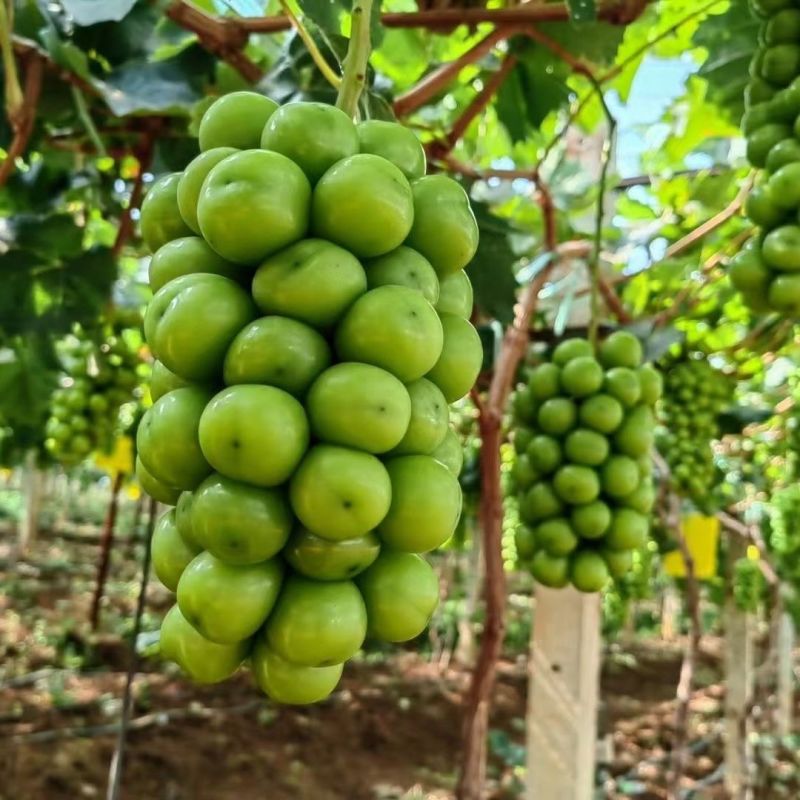 莒县精品阳光玫瑰葡萄大量供应质量保证对接市场商超电商等