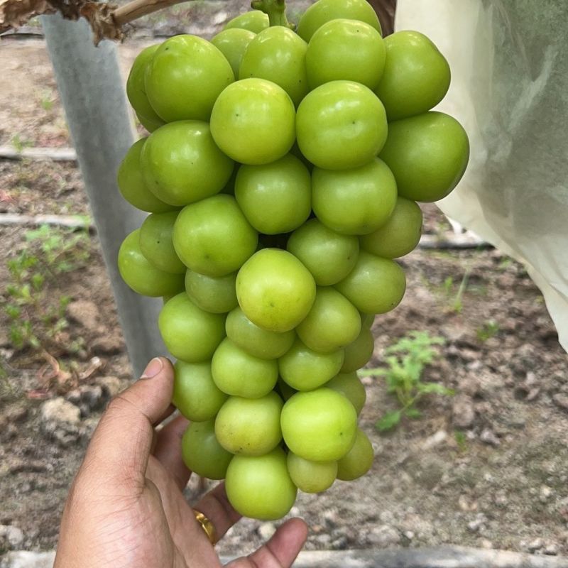 莒县精品阳光玫瑰葡萄大量供应质量保证对接市场商超电商等