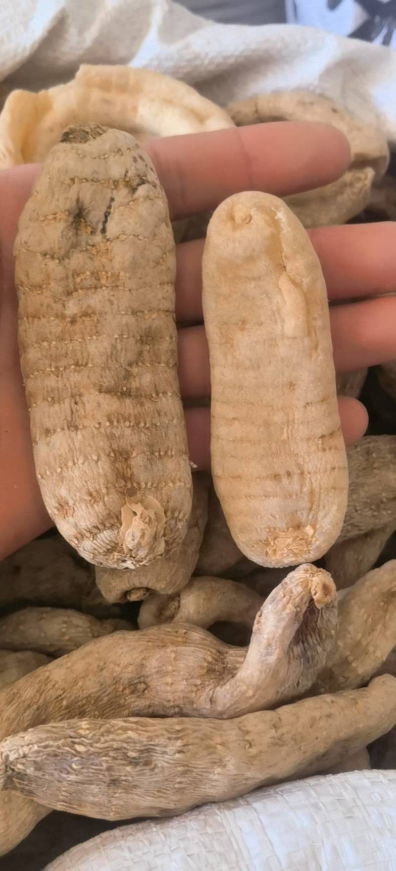 天麻天麻个玻璃茬关书药业批发中药材