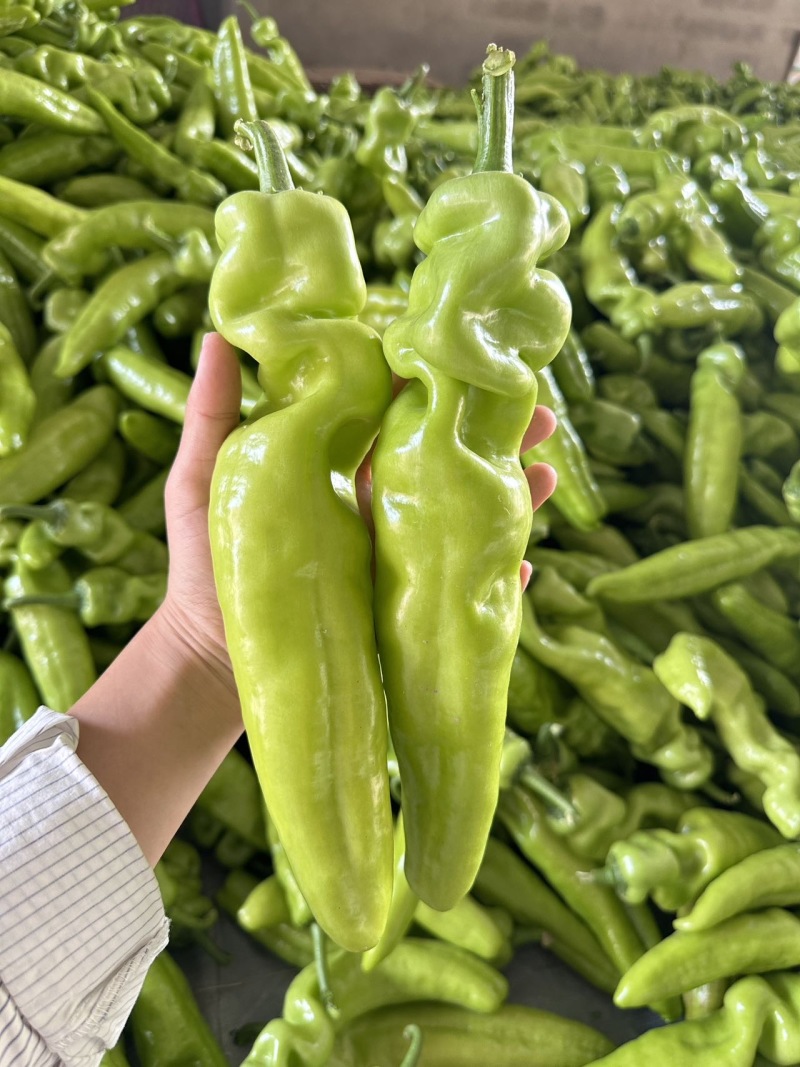 青黄皮尖椒，圆椒，方椒，线椒大量上市