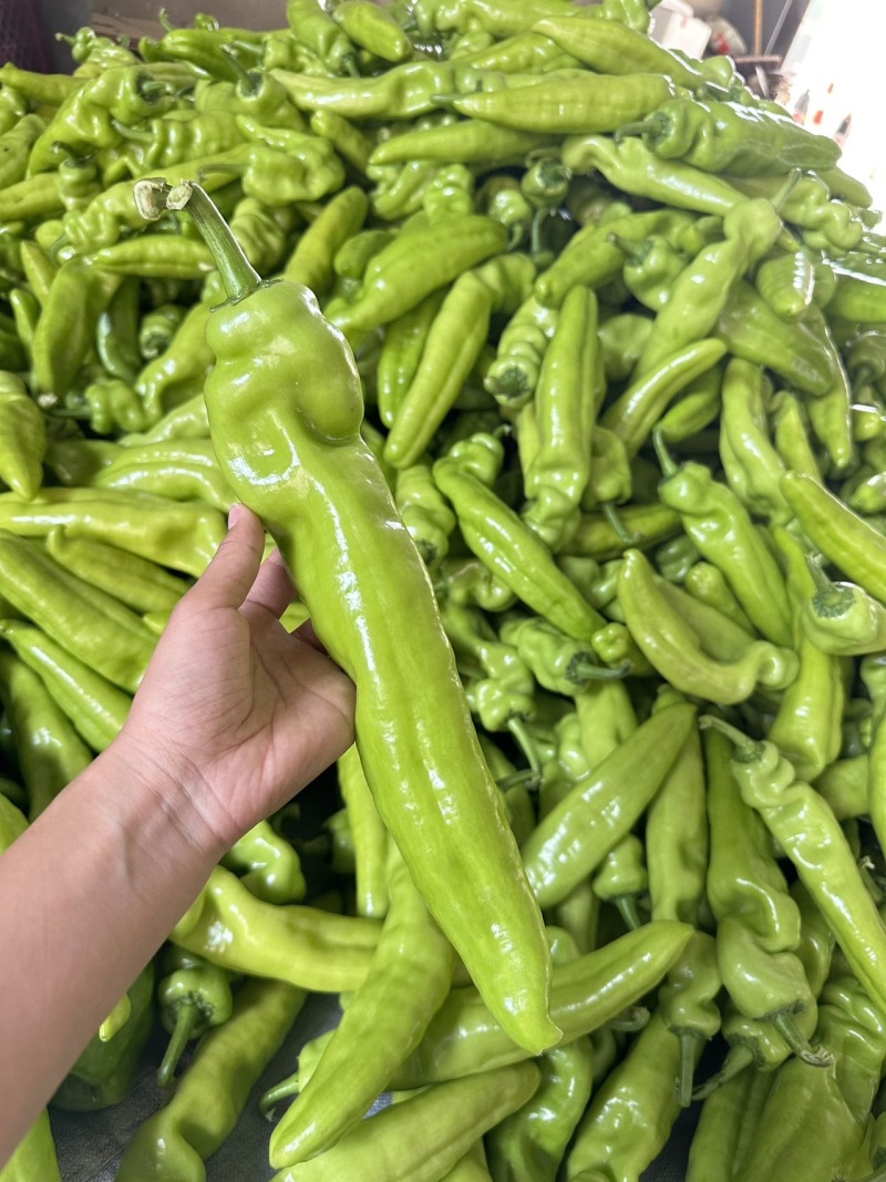 青黄皮尖椒，圆椒，方椒，线椒大量上市