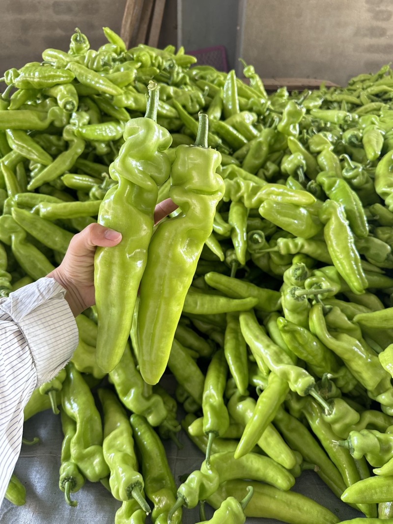 青黄皮尖椒，圆椒，方椒，线椒大量上市