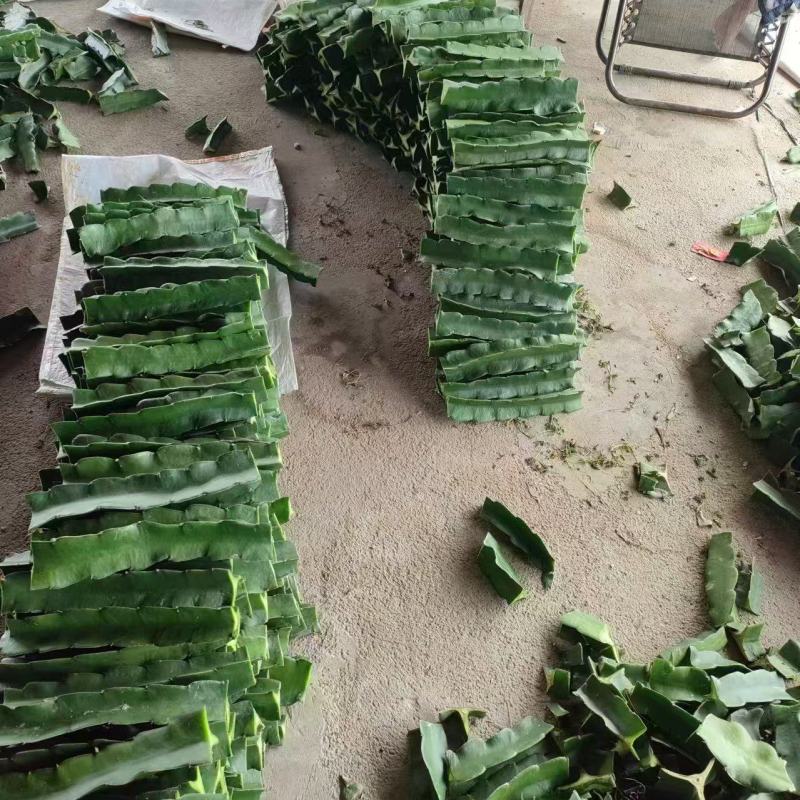 野三角霸王花粘木，蟹爪兰专用嫁接，嫁接生长的花特别鲜色