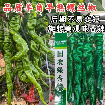 国农绿秀螺丝椒种子欧兰德皱皮香辣旋转羊角椒顺直早熟辣椒种