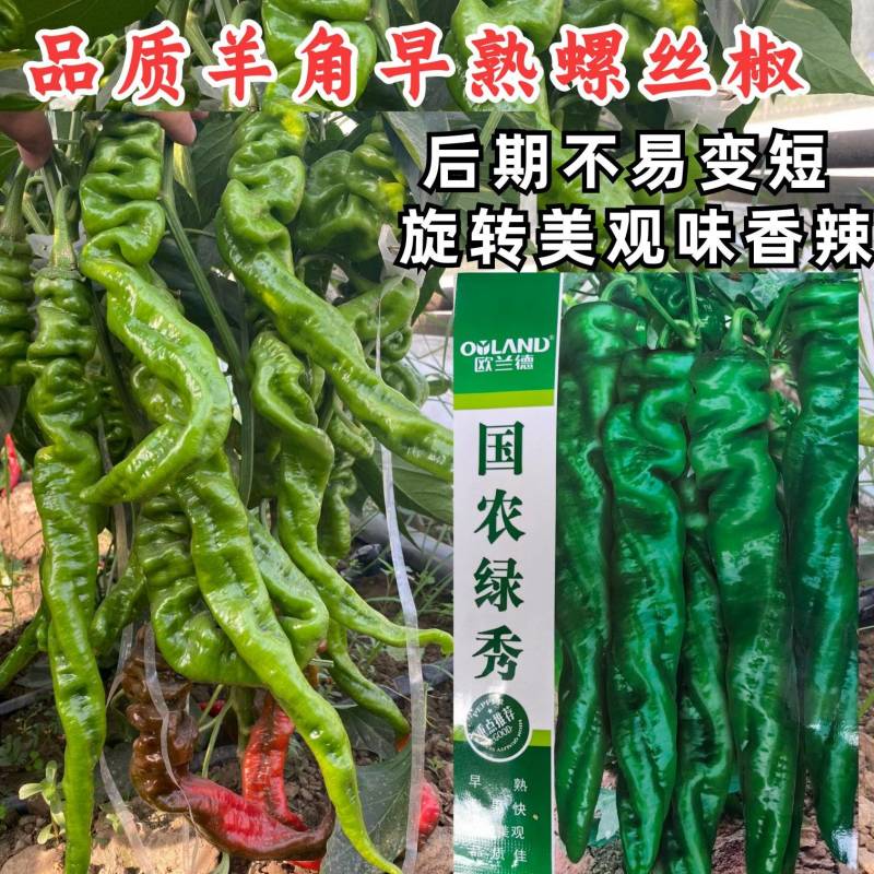 国农绿秀螺丝椒种子欧兰德皱皮香辣旋转羊角椒顺直早熟辣椒种