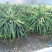野三角霸王花粘木，蟹爪兰专用嫁接，嫁接生长的花特别鲜色