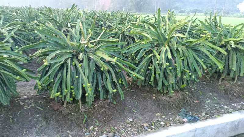 野三角霸王花粘木，蟹爪兰专用嫁接，嫁接生长的花特别鲜色