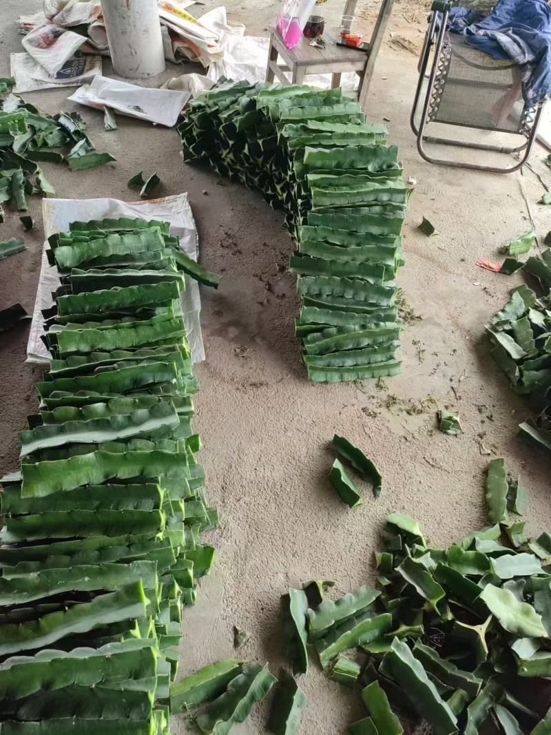 野三角霸王花粘木，蟹爪兰专用嫁接，嫁接生长的花特别鲜色