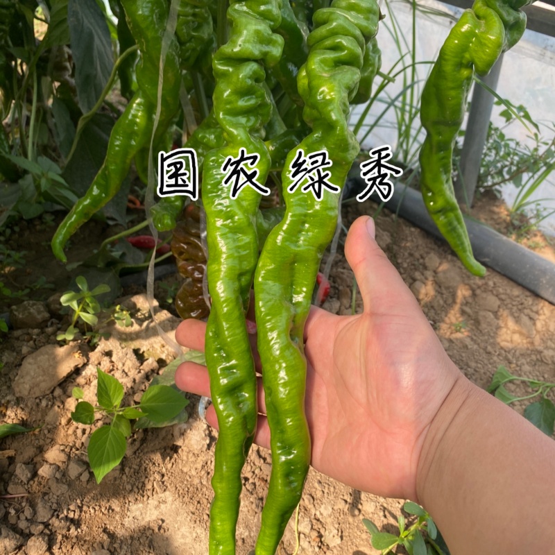 国农绿秀螺丝椒种子欧兰德皱皮香辣旋转羊角椒顺直早熟辣椒种