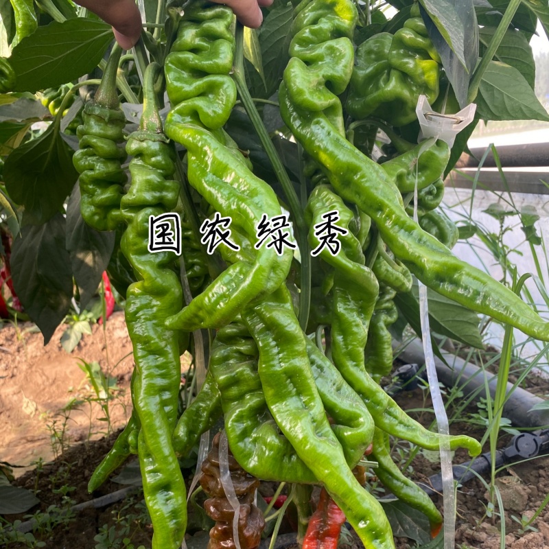 国农绿秀螺丝椒种子欧兰德皱皮香辣旋转羊角椒顺直早熟辣椒种