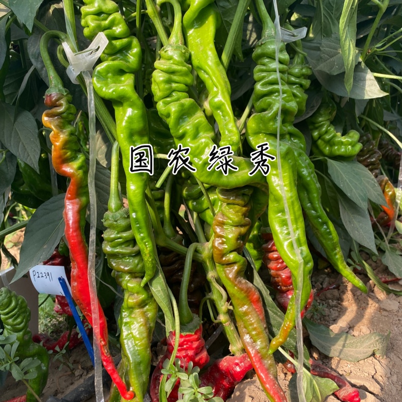 国农绿秀螺丝椒种子欧兰德皱皮香辣旋转羊角椒顺直早熟辣椒种