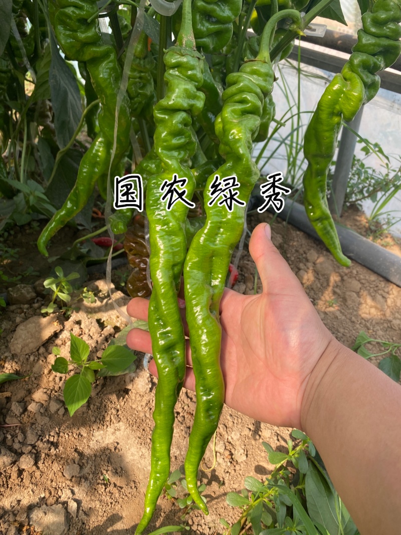 国农绿秀螺丝椒种子欧兰德皱皮香辣旋转羊角椒顺直早熟辣椒种