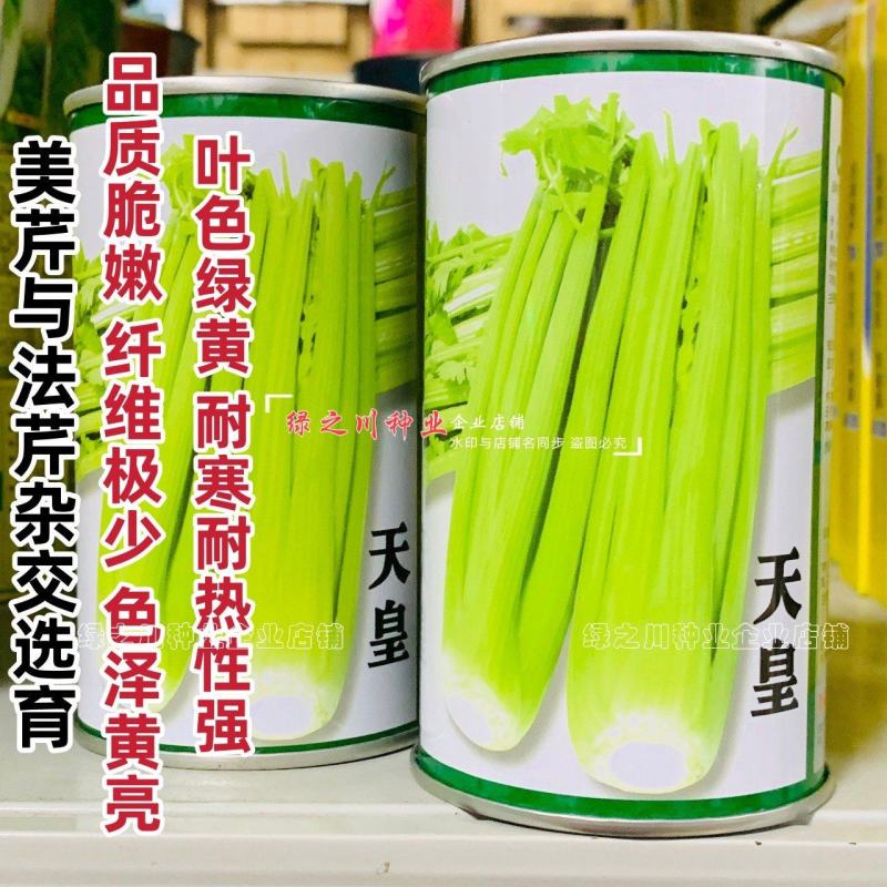 天皇西芹种子美芹法芹杂交脆嫩黄亮芹菜种籽四季耐寒耐热