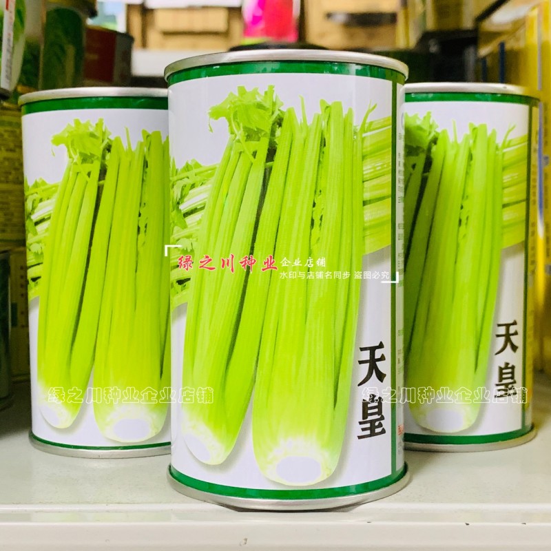 天皇西芹种子美芹法芹杂交脆嫩黄亮芹菜种籽四季耐寒耐热