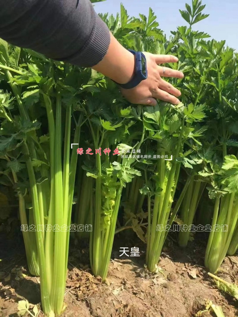 天皇西芹种子美芹法芹杂交脆嫩黄亮芹菜种籽四季耐寒耐热