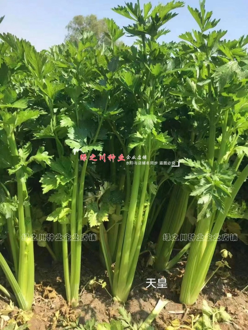 天皇西芹种子美芹法芹杂交脆嫩黄亮芹菜种籽四季耐寒耐热