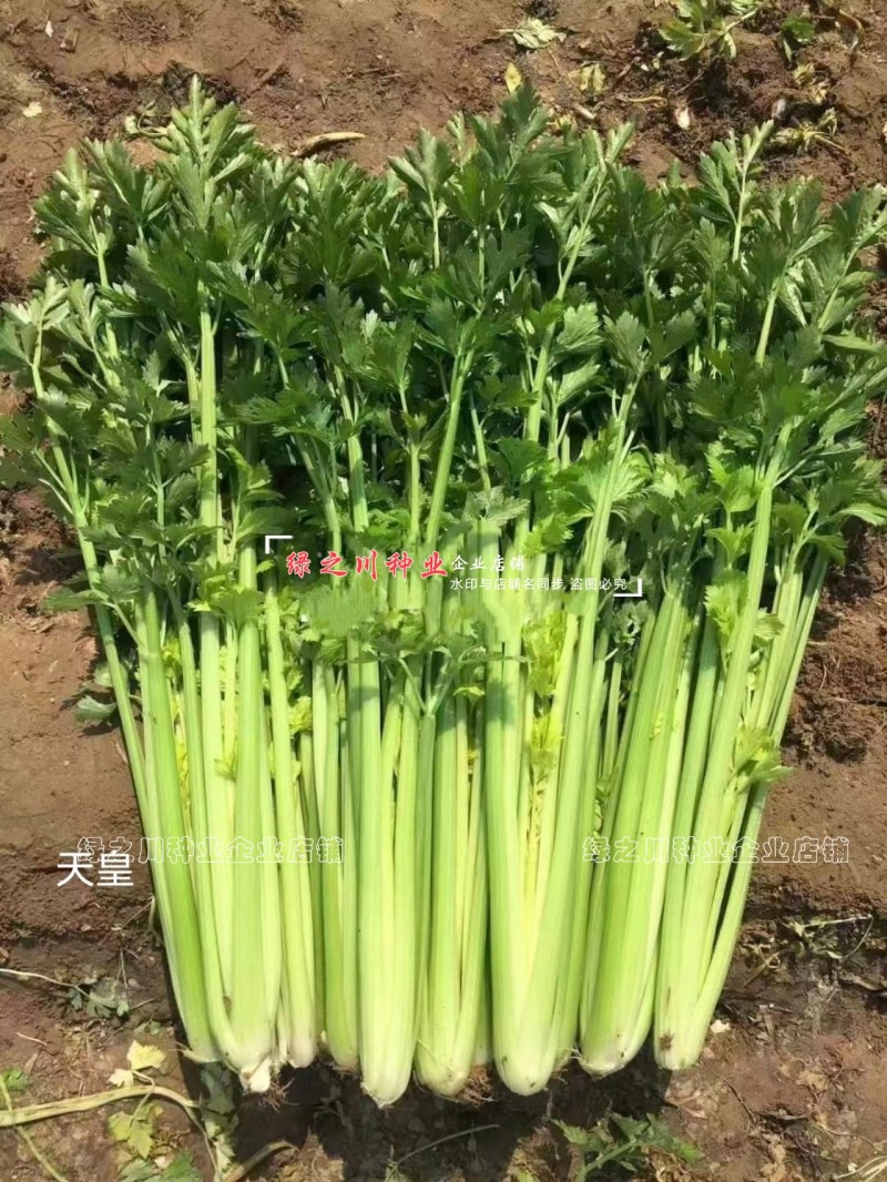 天皇西芹种子美芹法芹杂交脆嫩黄亮芹菜种籽四季耐寒耐热