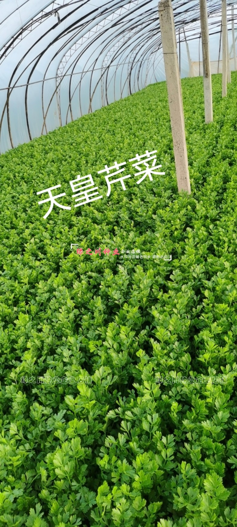 天皇西芹种子美芹法芹杂交脆嫩黄亮芹菜种籽四季耐寒耐热