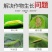 5.7%甲维盐-佳木斯德强登记白菜甜菜夜蛾