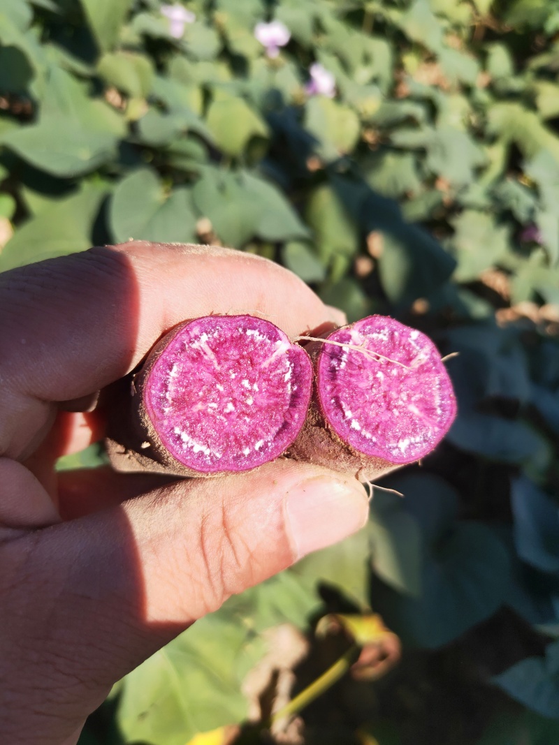 山东紫薯正宗面甜紫罗兰紫薯