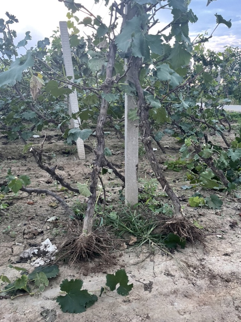 河北占地葡萄树种植基地各种葡萄苗一手货源质好价优易成活