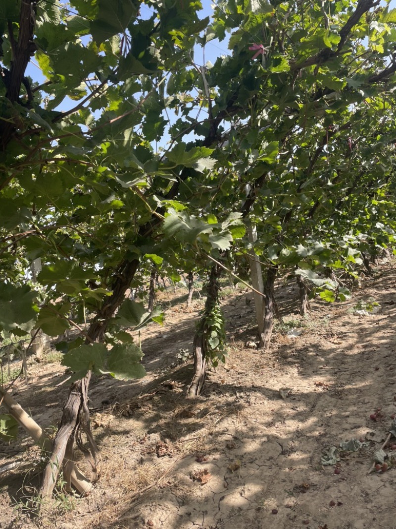 河北占地葡萄树种植基地各种葡萄苗一手货源质好价优易成活