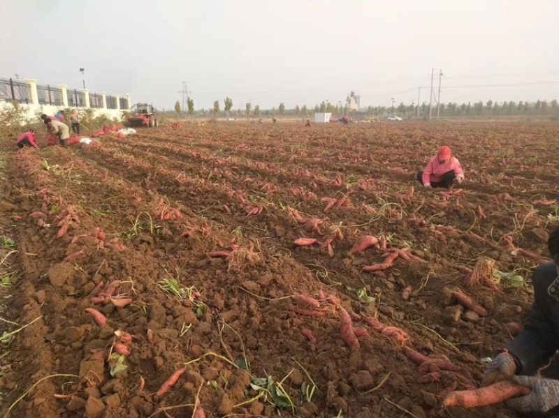济薯26红薯基地供应量大质优价格优惠一手货源采购！