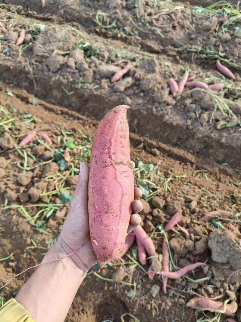 济薯26红薯基地供应量大质优价格优惠一手货源采购！